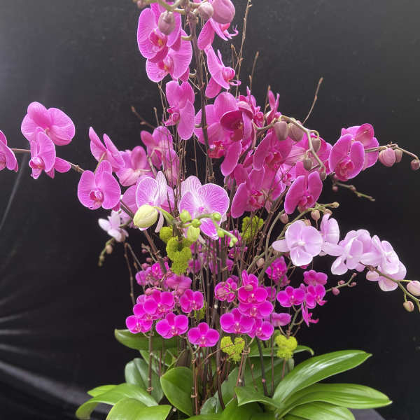 Pink orchid arrangement in a white pot with broad green leaves