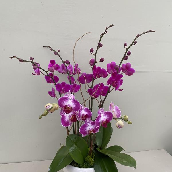 Potted orchid arrangement with magenta and pink blooms in a white bowl planter