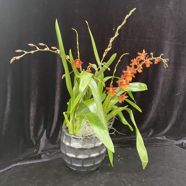 Orange orchid arrangement in a dark textured pot