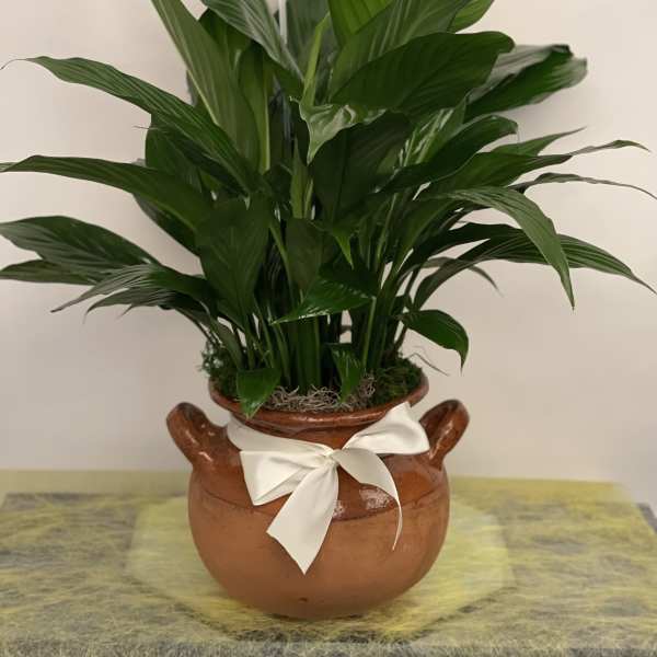 Potted green plant in a brown ceramic pot with a white ribbon