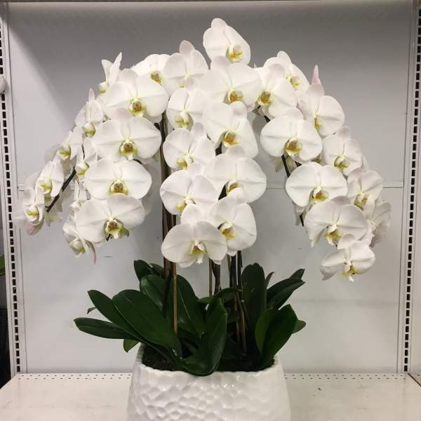 Bundle of Joy