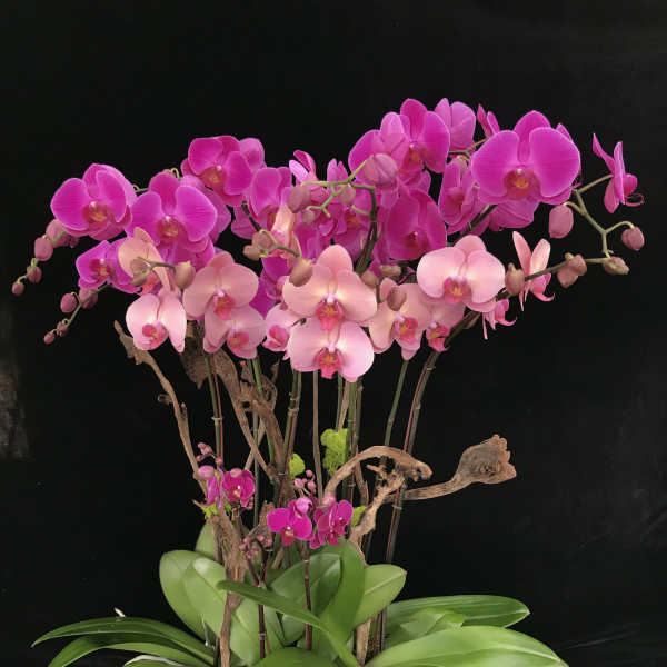 Pink orchid arrangement in a white square planter