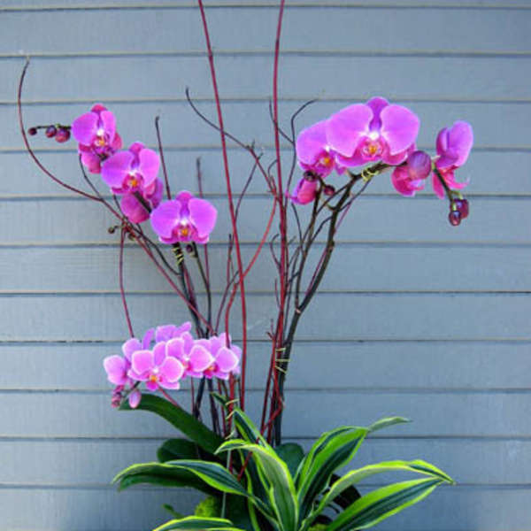 Pink orchids arranged in a black rectangular planter with tall decorative branches