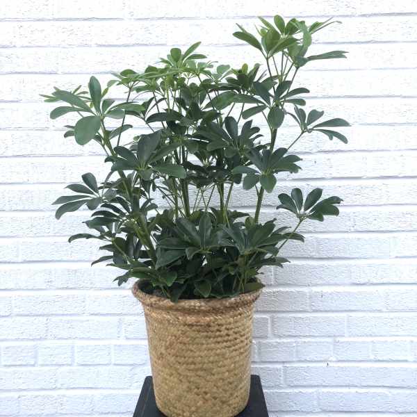 Potted green houseplant in a woven basket planter