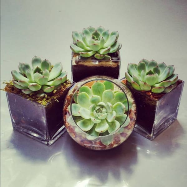 Four succulent plants in small square glass containers and a round glass container