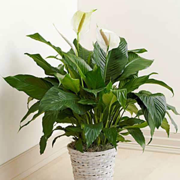 Potted peace lily with white blooms in a woven basket
