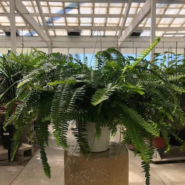 Hanging fern plant in a white pot on a pedestal
