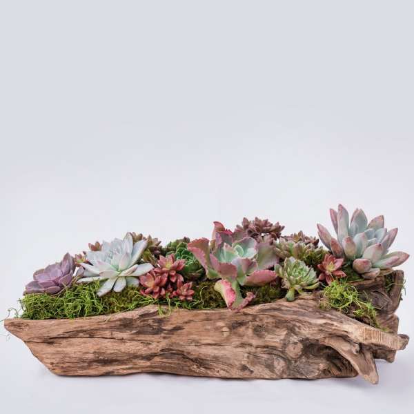 Succulent arrangement in a rustic wooden planter