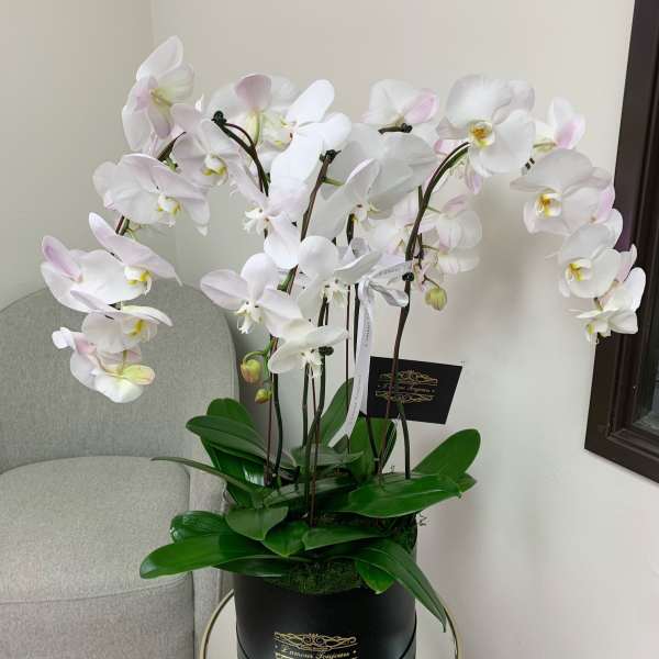 White phalaenopsis orchid plant with multiple stems in a black hatbox-style container