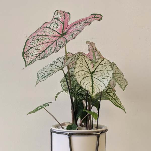 Potted caladium plant in a white planter on a black metal stand