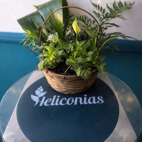 Green Garden Basket