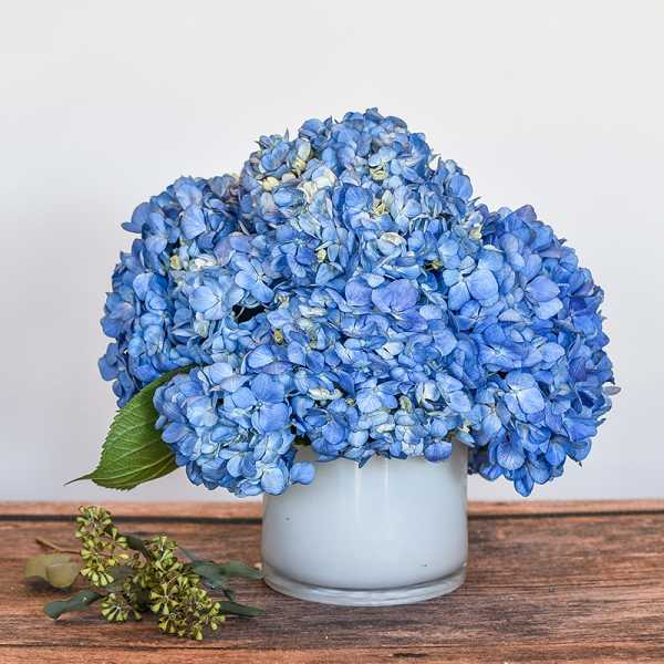 Compact arrangement of blue hydrangeas in a white glass vase on a wooden surface