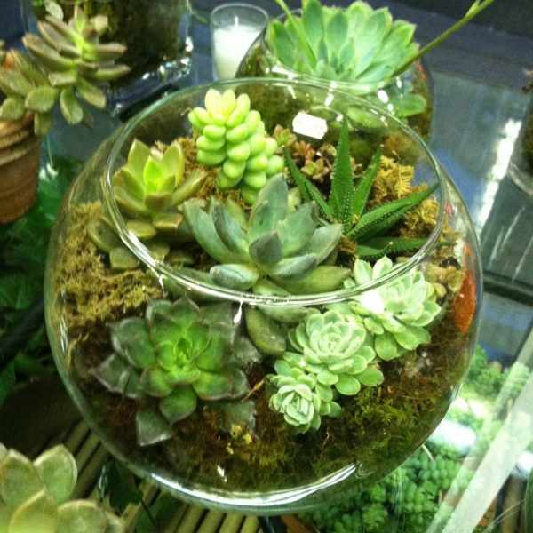 Glass bowl terrarium with assorted succulents and moss