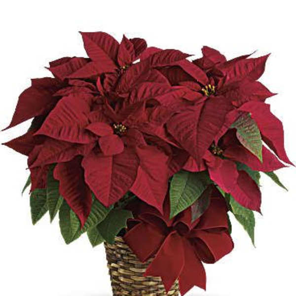 Red poinsettia plant in a woven basket