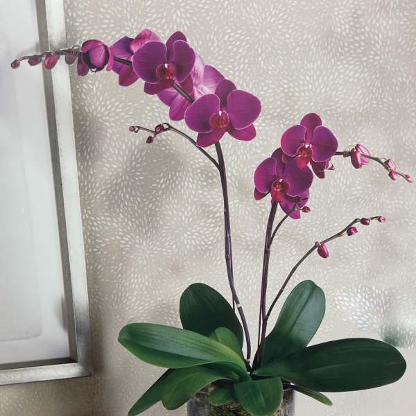 Purple orchid plant in a clear glass container with white stones