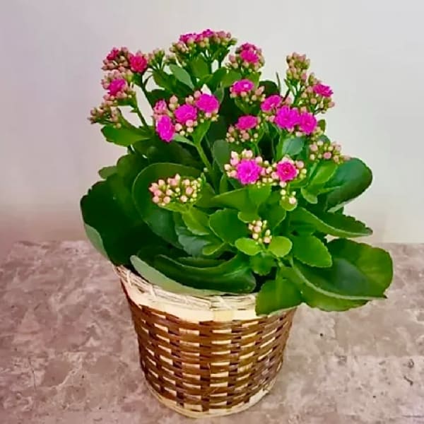 Potted plant with pink blooms in a woven basket
