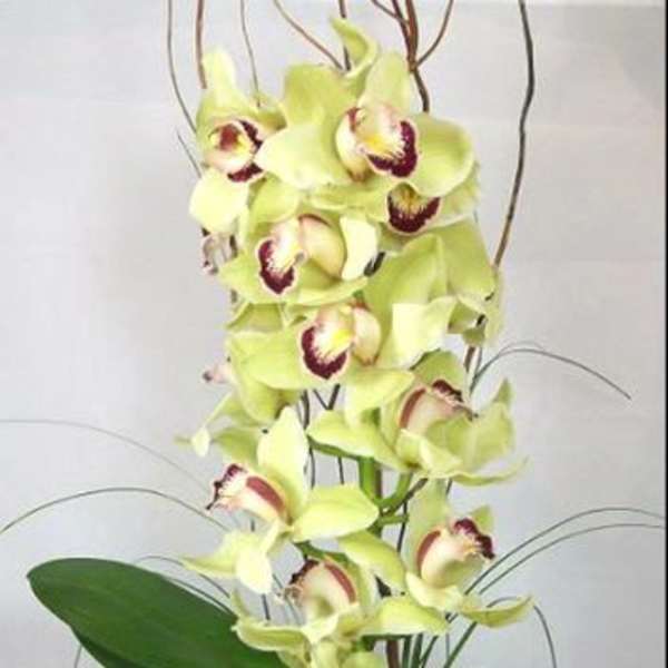 Tall green orchid arrangement in a glass vase with decorative branches