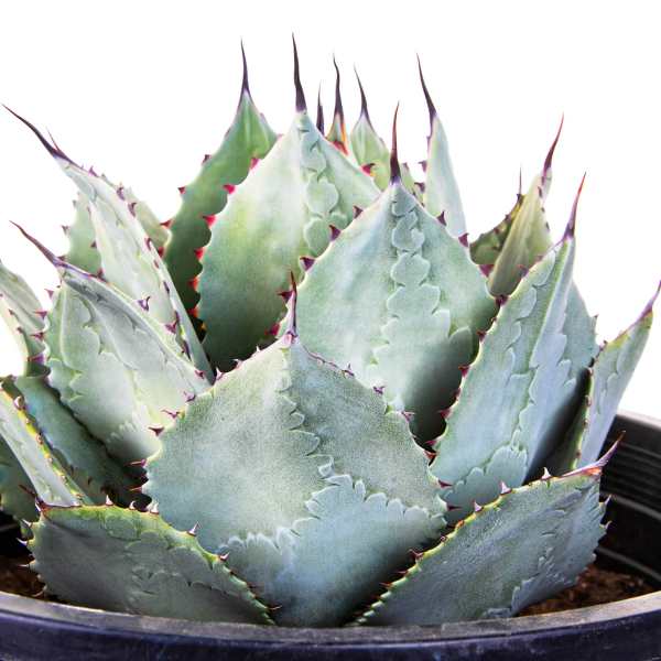 Potted blue-green succulent in a black plastic container