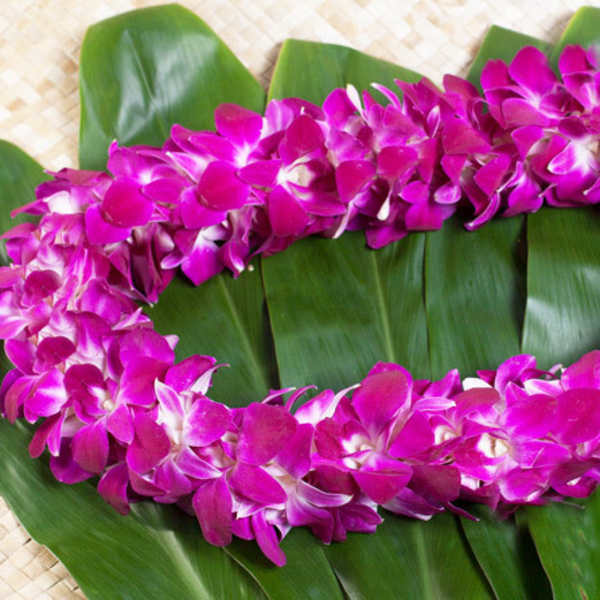 Pink orchid lei on broad green leaves