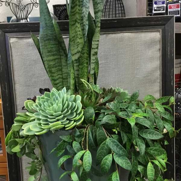 Succulent and snake plant arrangement in a tall green pot