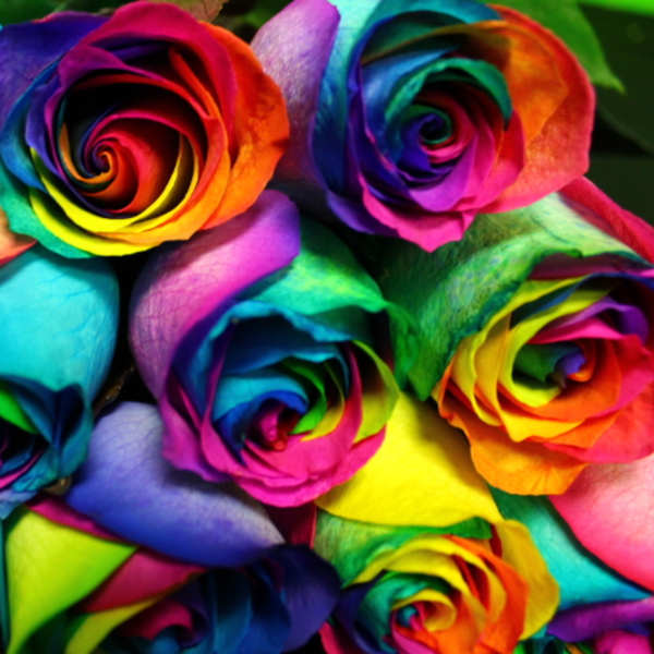 Bouquet of rainbow-colored roses