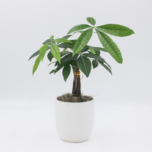 Potted money tree plant in a white ceramic pot