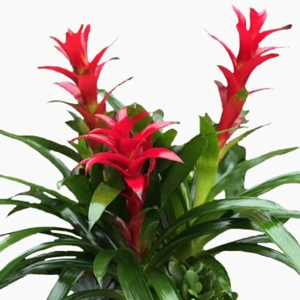 Potted arrangement with red bromeliad flowers and green foliage