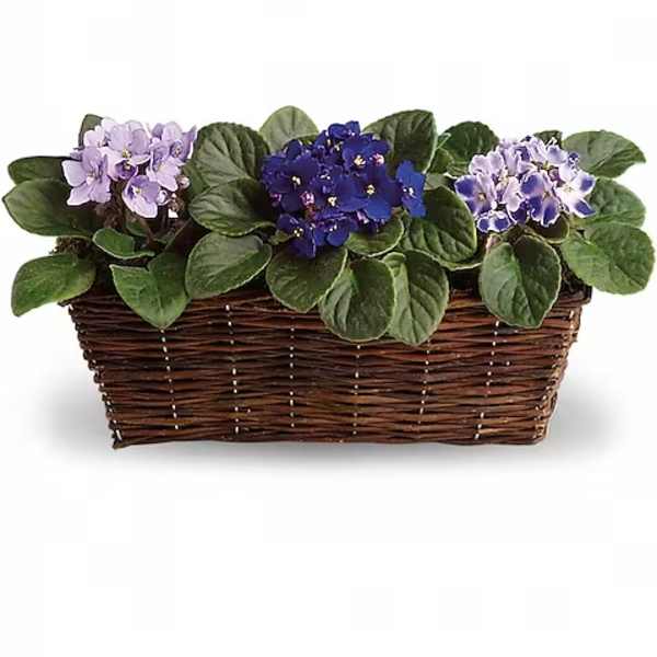 Three flowering plants in a wicker basket