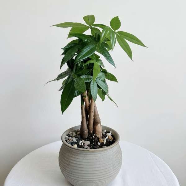 Money Tree in Ribbed Ceramic Pot