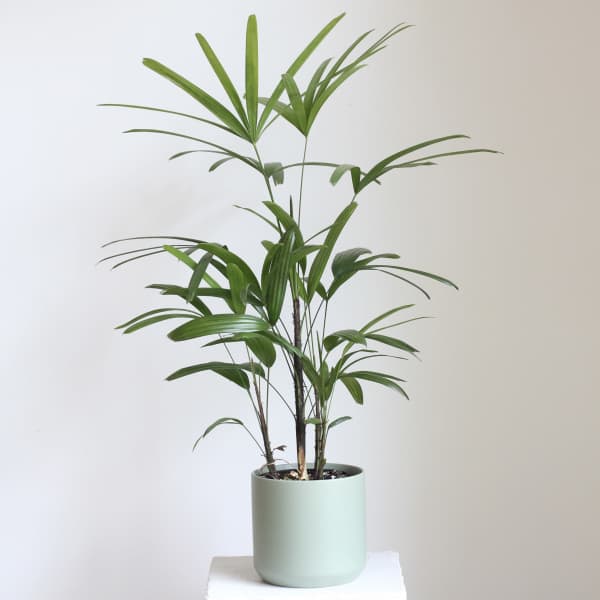 Rhapsis Lady Palm
