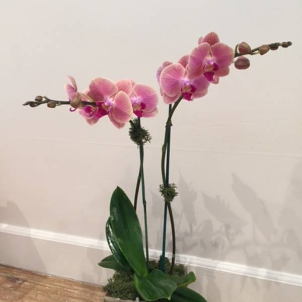 Pink orchids in a square wooden planter with broad green leaves
