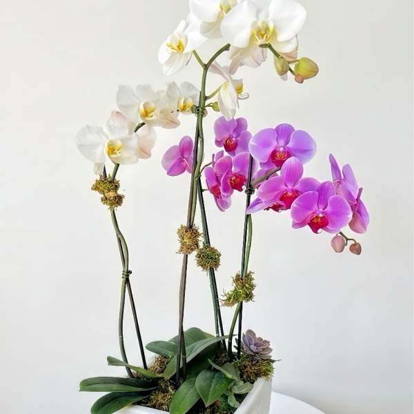 White and pink orchids arranged in a square white planter