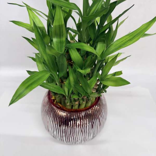 Lucky Bamboo Plant