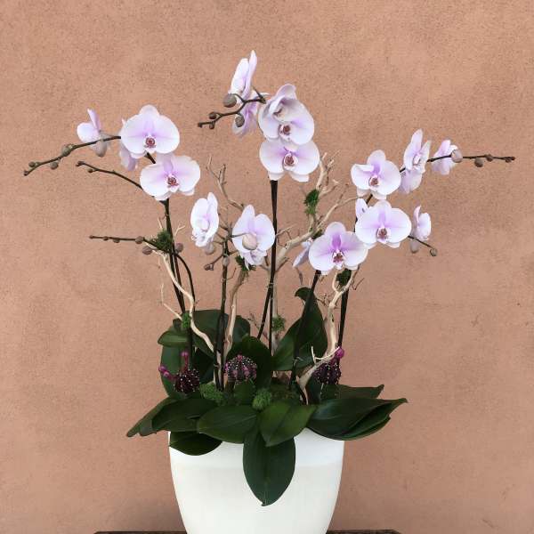 White and pale pink orchids arranged in a white vase