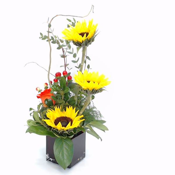 Sunflower arrangement in a black square vase with red berries