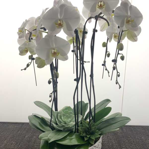 White orchids arranged in a geometric ceramic pot with succulents