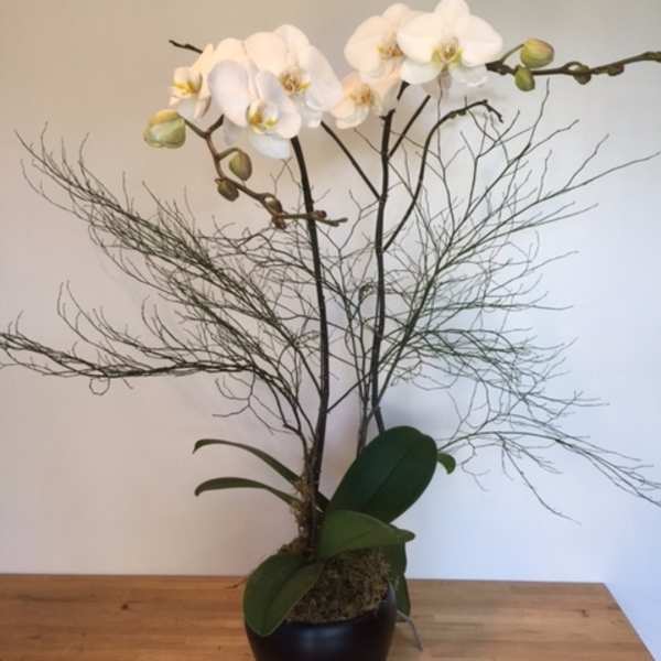 White orchid arrangement in a black pot with airy branches