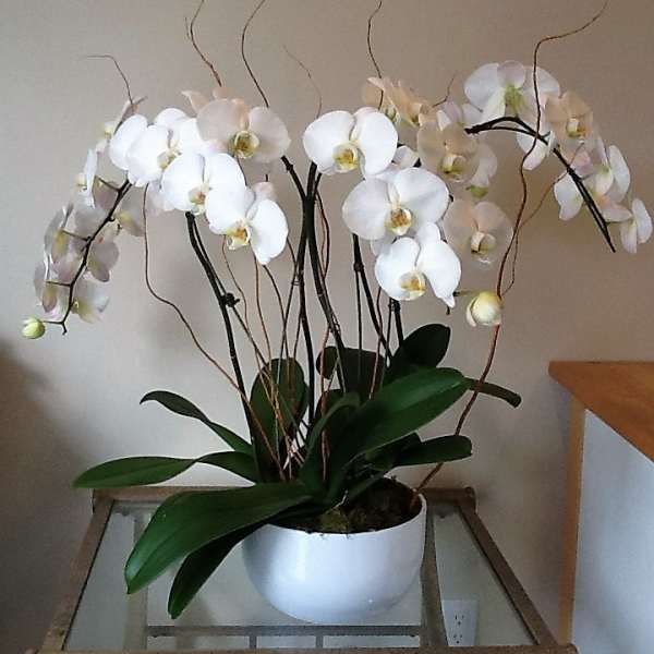 White orchid plant in a white pot with arching stems