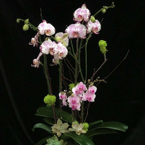 Tall orchid arrangement in a green square vase with succulents