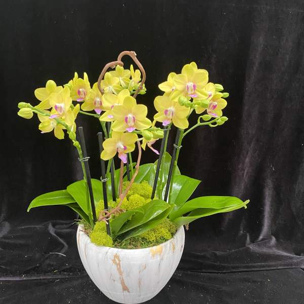 Yellow orchids in a white ceramic pot with moss