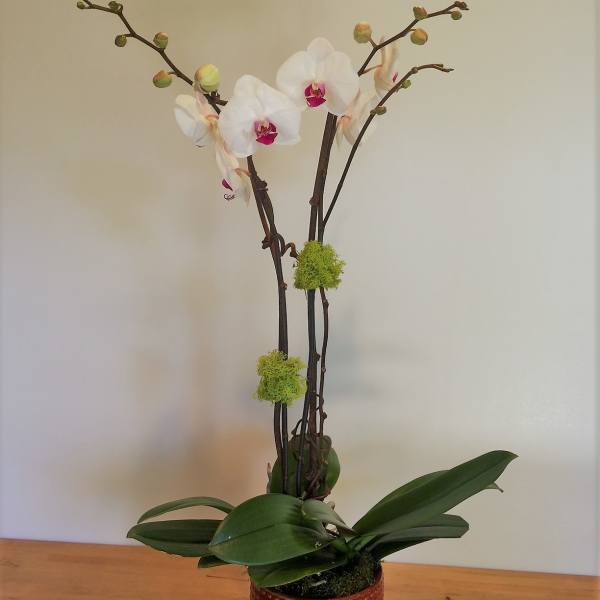 White orchid plant in a textured brown pot
