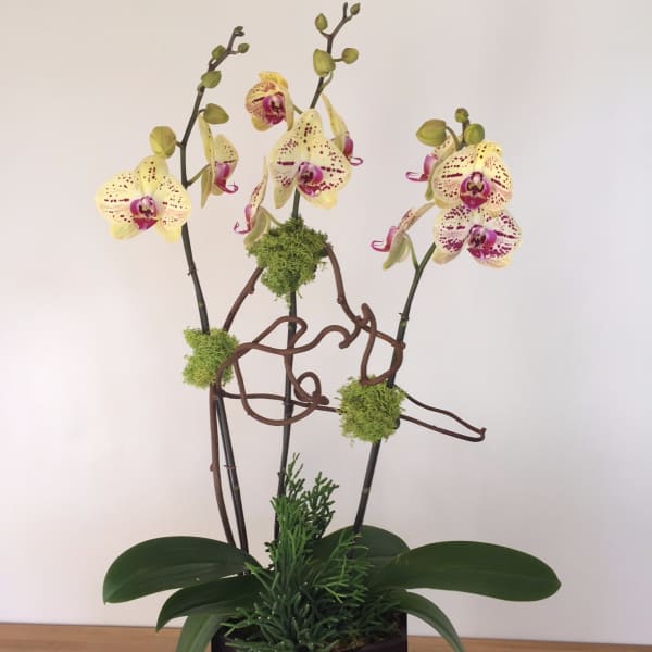 Potted orchid arrangement with yellow-speckled blooms and a dark square planter