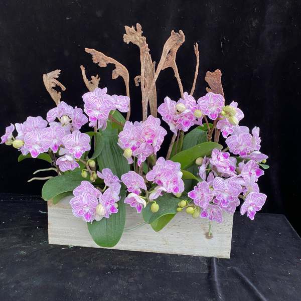 Pink orchid arrangement in a rectangular wooden planter