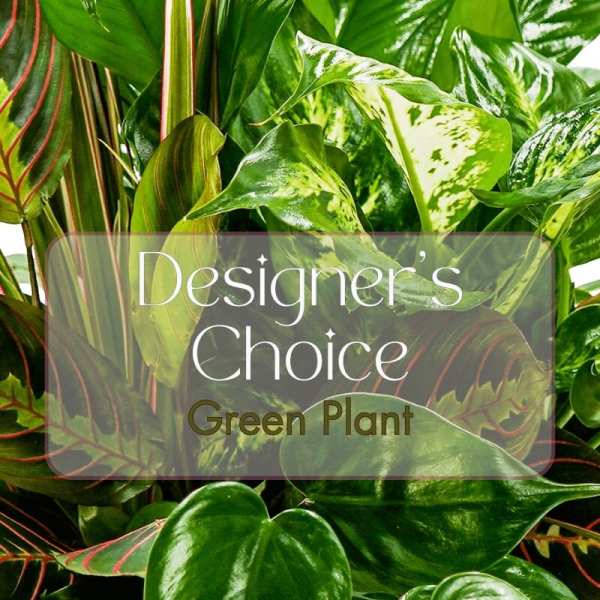 Green Plant Deal of the Day