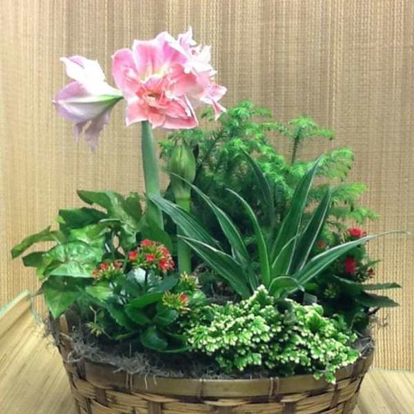 Basket planter with pink amaryllis and assorted green plants