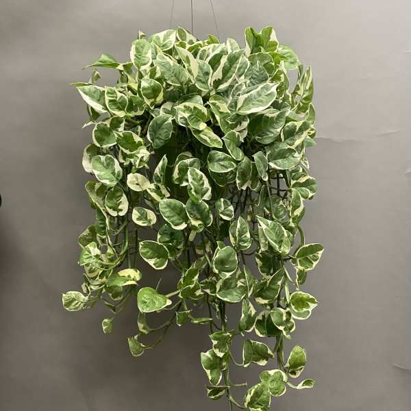 Hanging variegated green and white trailing plant