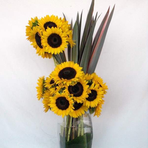 Sunflower arrangement in a clear glass vase with tall dark leaves