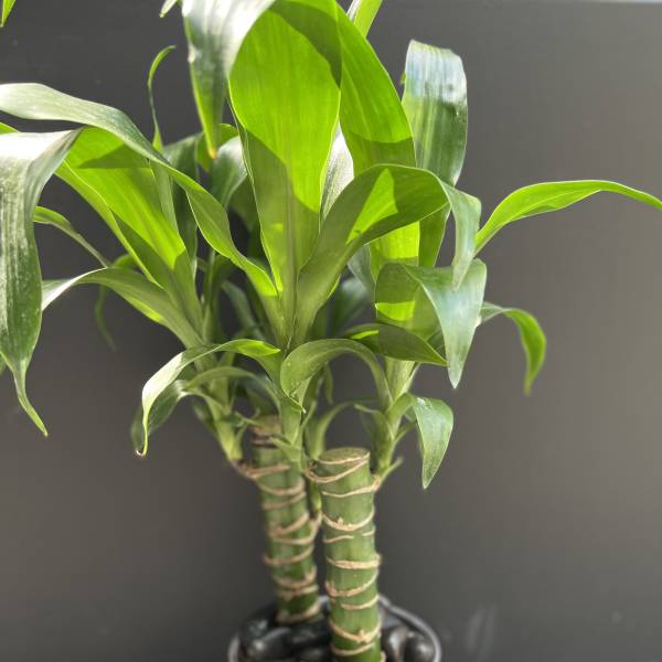 Potted lucky bamboo plant in a patterned ceramic container