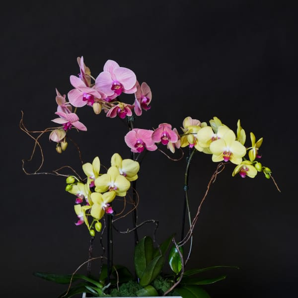 Pink and yellow orchids arranged in a white rectangular planter