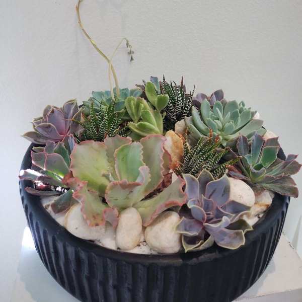 Succulent arrangement in a black bowl planter with white stones